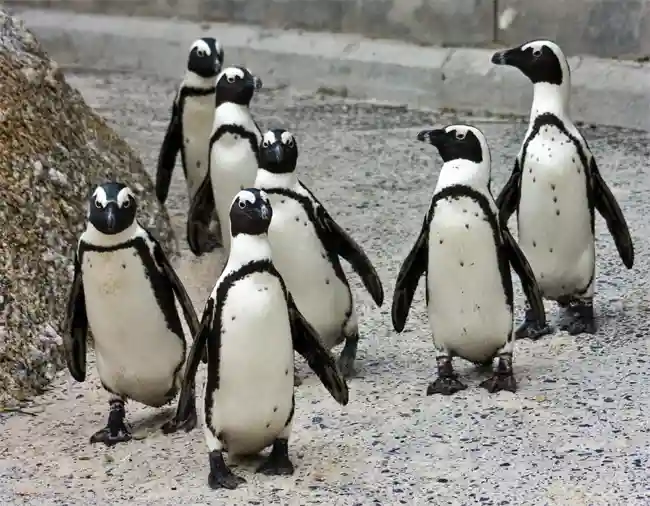 Helping Penguins Take a Load Off