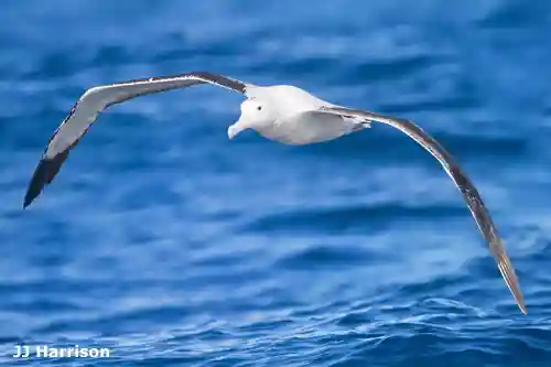 Wild Engineering: Sweeping the Ocean